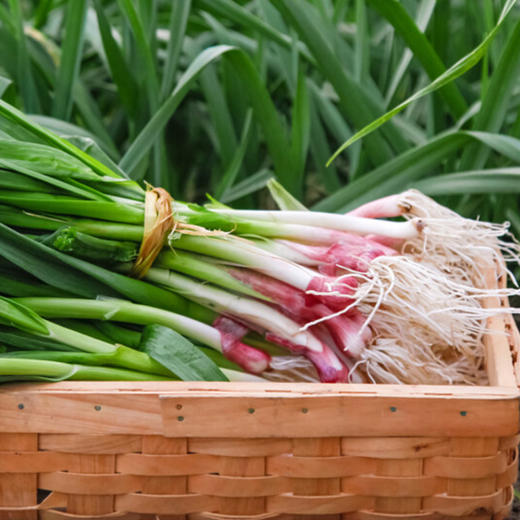蒜苗 约500/份 商品图4