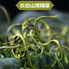 【自营】肾精茶70g/瓶 商品缩略图4
