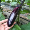 茄子（精选）约500g/份 商品缩略图2