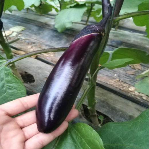 茄子（精选）约500g/份 商品图2