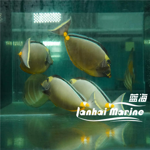 天狗吊 商品图4