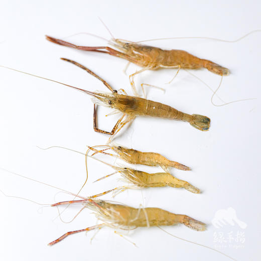 生态小草虾 （小河虾）| 绿家自产Eco-Small river shrimp  |  Self-production 商品图2