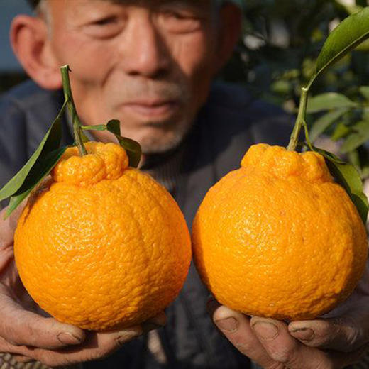 【四川好物】四川不知火丑橘  4.5斤/8斤 商品图4