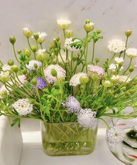 【祝你幸福】翠珠  多色可选  若干枝/扎