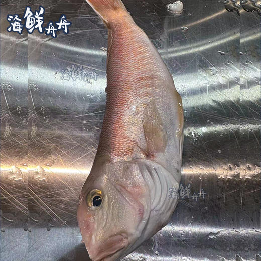 【野生】海钓白斧头鱼 商品图1