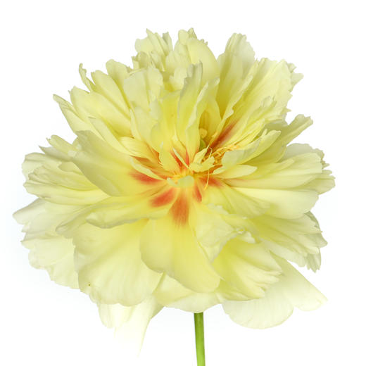 女神节预售德邦包邮国产花材 | 芍药巴茨拉【2月28日开始发货，请备注发货时间】 商品图4