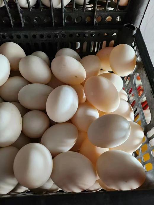 大雁蛋50个一份（拼团） 商品图0