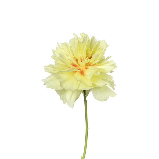 女神节预售德邦包邮国产花材 | 芍药巴茨拉【2月28日开始发货，请备注发货时间】 商品图2