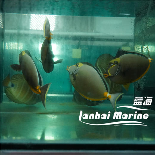 天狗吊 商品图5