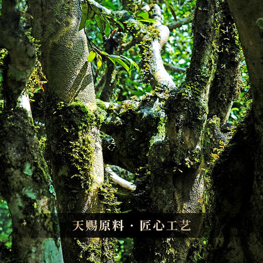 【天后】2017年古树头春茶78座名山头精心拼配重磅高奢品应该口感顶峰拍3发5拍6发10 商品图7