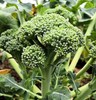 西兰花 商品缩略图3
