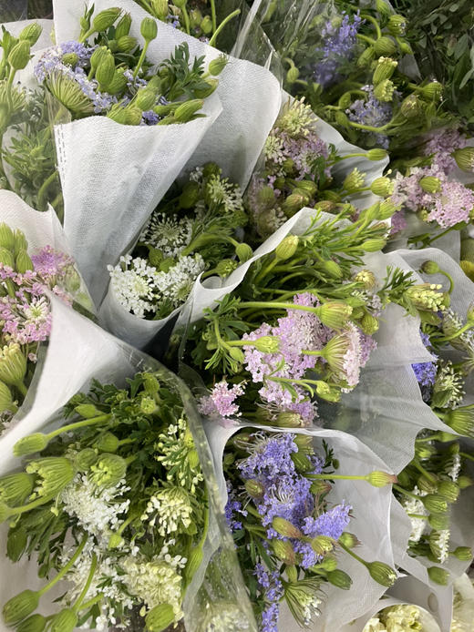 【祝你幸福】翠珠  多色可选  若干枝/扎 商品图9