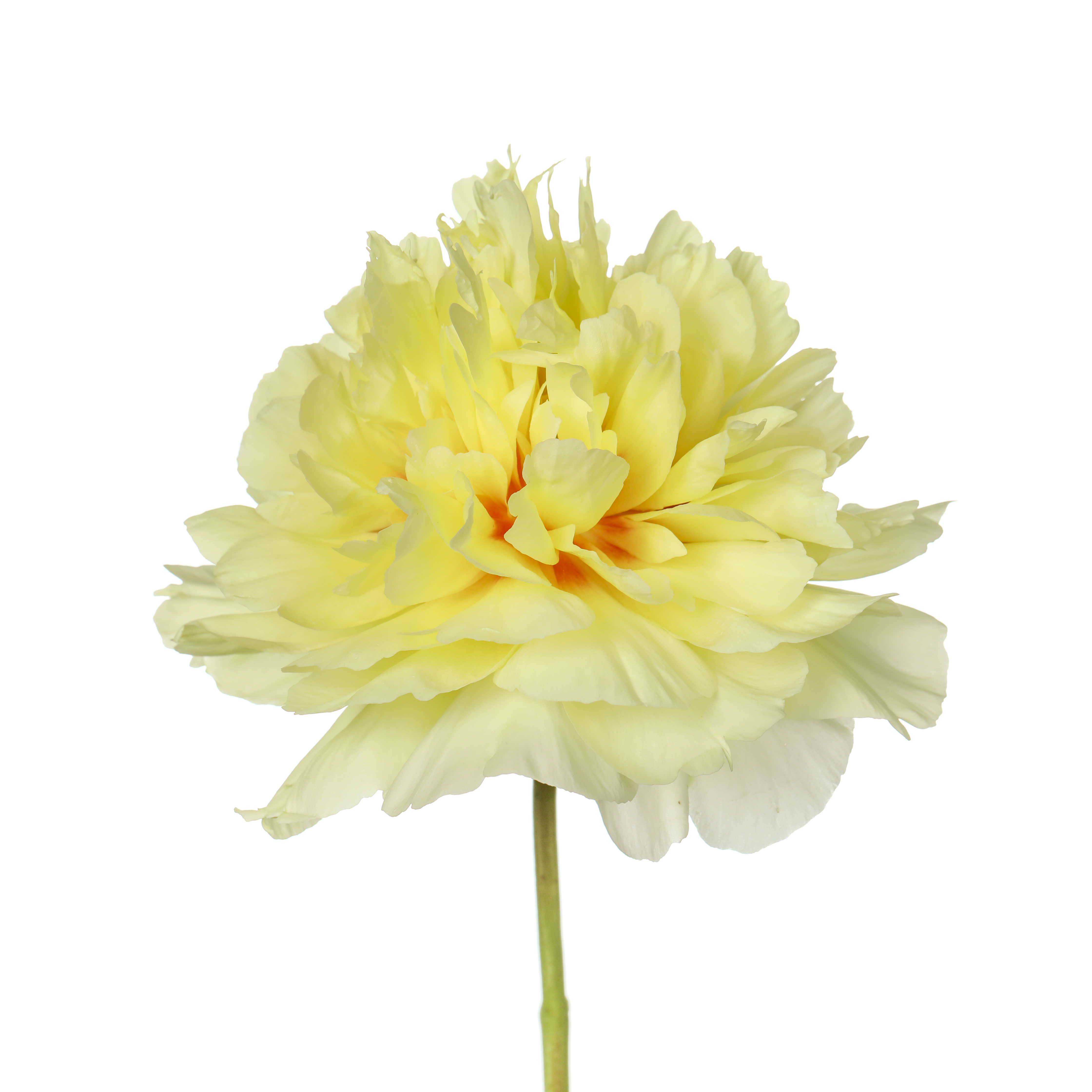 国产花材 | 芍药巴茨拉