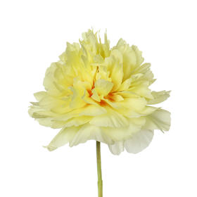 女神节预售德邦包邮国产花材 | 芍药巴茨拉【2月28日开始发货，请备注发货时间】