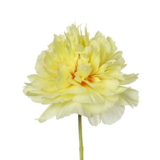 女神节预售德邦包邮国产花材 | 芍药巴茨拉【2月28日开始发货，请备注发货时间】 商品图0