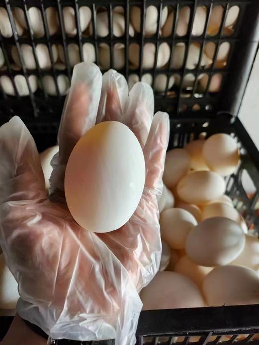 大雁蛋50个一份（拼团） 商品图1