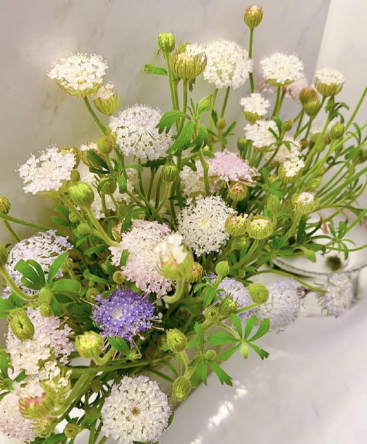 【祝你幸福】翠珠  多色可选  若干枝/扎 商品图1