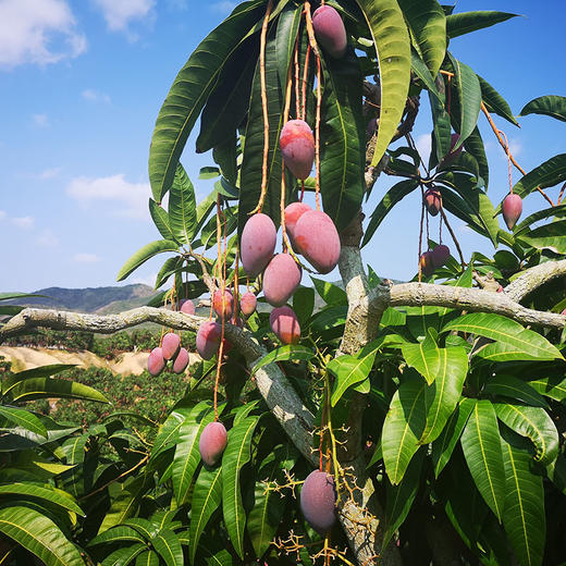 【顺丰包邮】海南树上熟贵妃芒  嫩滑香甜 4斤小果/精品果礼盒装 商品图5
