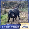 【3分起发】生态无抗黑山猪 500g/份 精分割 慢养300天 商品缩略图4