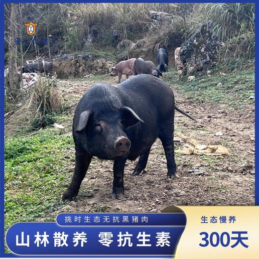 【3分起发】生态无抗黑山猪 500g/份 精分割 慢养300天 商品图4