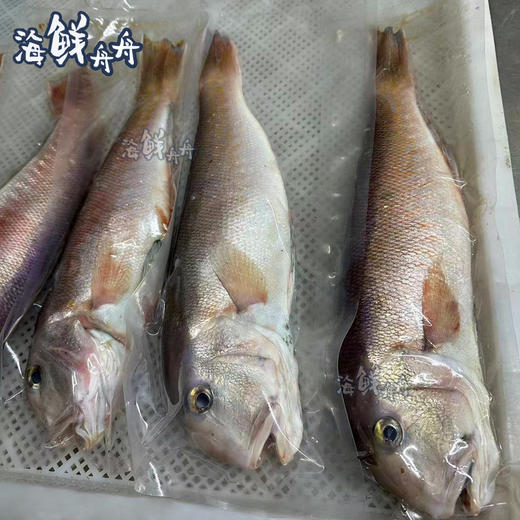 【野生】海钓白斧头鱼 商品图2