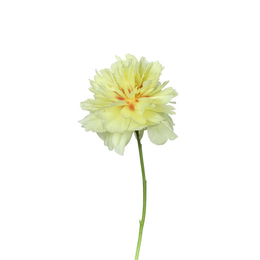 女神节预售德邦包邮国产花材 | 芍药巴茨拉【2月28日开始发货，请备注发货时间】 商品图1