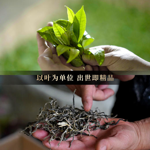 【天后】2017年古树头春茶78座名山头精心拼配重磅高奢品应该口感顶峰拍3发5拍6发10 商品图6