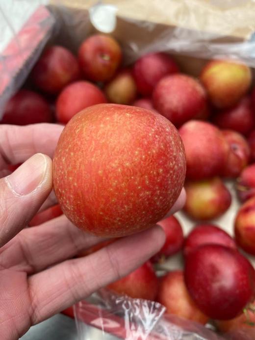 周四取货：【大G 樱桃李5J】一盒400克左右，颗粒饱满，酸酸甜甜，美味可口！ 商品图1