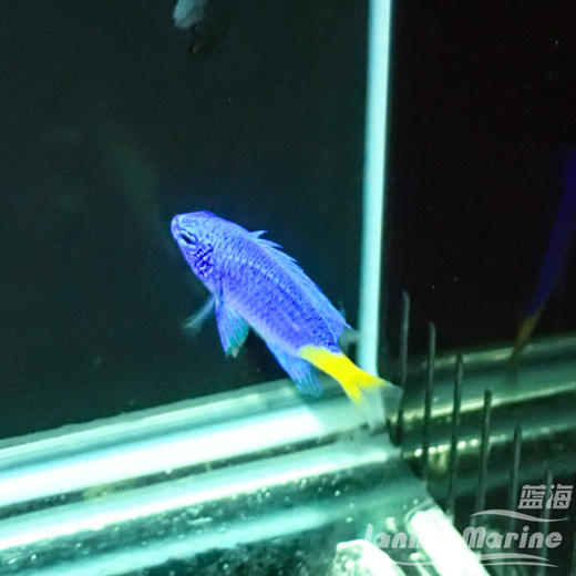 黄尾蓝魔 商品图3