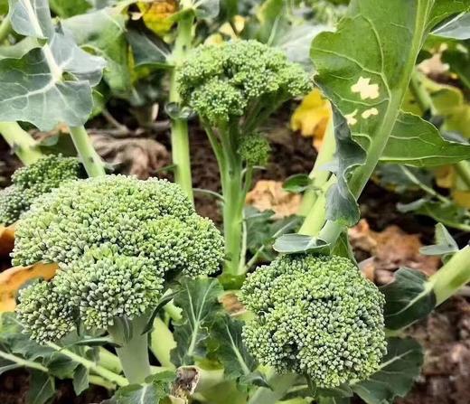 西兰花 商品图2