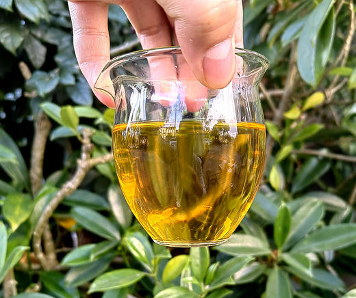 【劲爆高货分享】【2020年冰岛老寨七公主黄金叶古树纯料】老寨10号茶农孔琪家茶王树旁边7棵树第2-3叶；古寨春总茶师：宣哥严选；250g/砖；只有12砖；数量有限；【每个ID限购3份】 商品图4