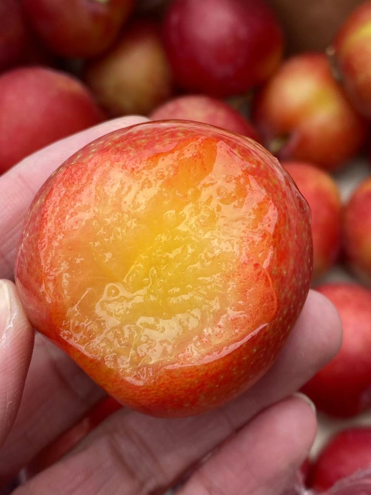 周四取货：【大G 樱桃李5J】一盒400克左右，颗粒饱满，酸酸甜甜，美味可口！