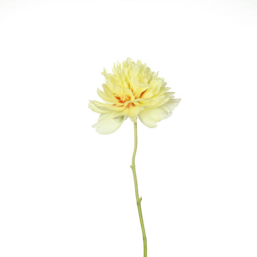 女神节预售德邦包邮国产花材 | 芍药巴茨拉【2月28日开始发货，请备注发货时间】 商品图5