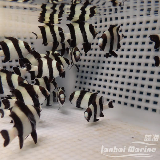 四间魔 商品图1