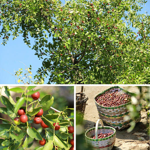 【72小时发货】香港宝芝林酸枣仁膏 300g/瓶 商品图2