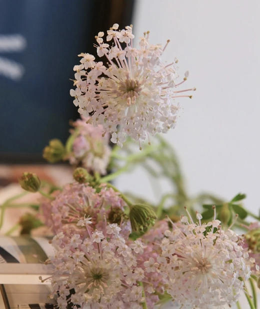 【祝你幸福】翠珠  多色可选  若干枝/扎 商品图4