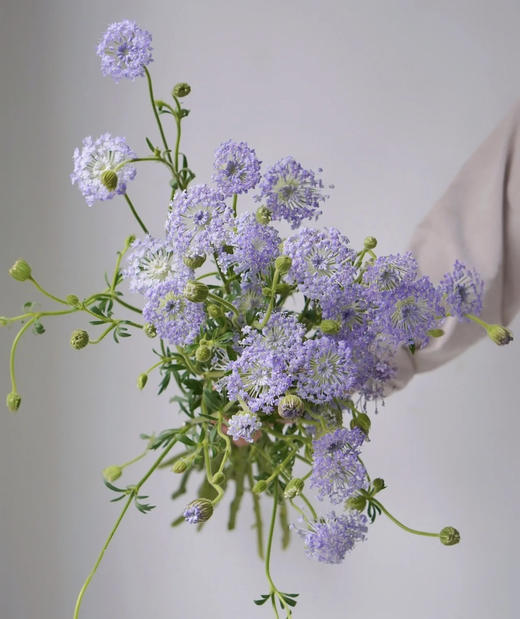 【祝你幸福】翠珠  多色可选  若干枝/扎 商品图5