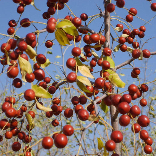 【72小时发货】香港宝芝林酸枣仁膏 300g/瓶 商品图3