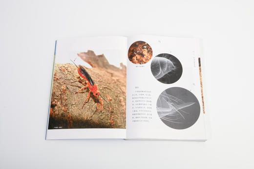 昆虫的智慧978-7-5219-1887-8 商品图6