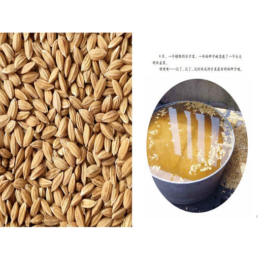 东方娃娃 中国故事·植物篇-咔嚓咔嚓，收稻子（简装）3岁-6岁 从一粒种子开始，寻找水稻生长的答案 商品图1