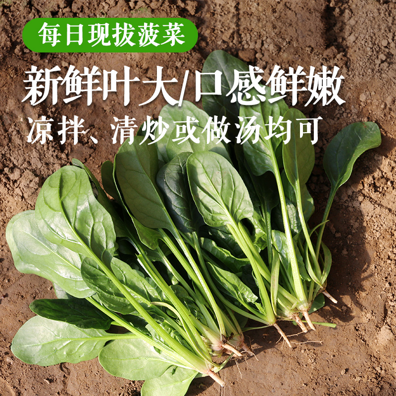 每日现摘  农家自种大叶菠菜  细嫩爽口  新鲜可见  菠菜  300g