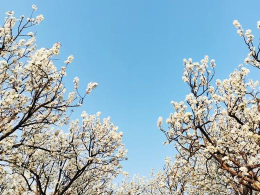 春季彩云之南：云南滇越铁路、梨花村寨、沙甸大寺、城子古村人文风情6-7天摄影团（三月：梨花/四月：蓝花楹） 商品图5