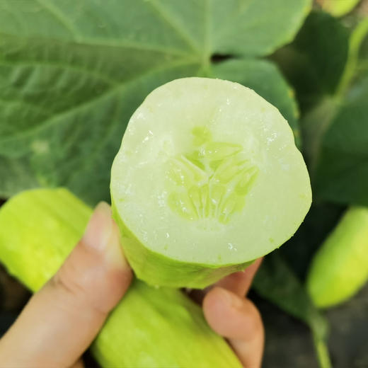 生态白玉奶油黄瓜（顺丰包邮） 商品图2