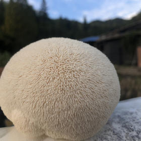 【果蔬精选】福建古田新鲜猴头菇 新鲜采摘 鲜香细腻 洁白饱满 深山种植