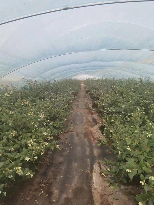 【4月3日客服中心自提】蓝莓大果装 优瑞卡15-18mm 三盒/五盒装 商品图6