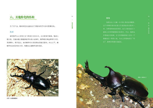 昆虫的智慧978-7-5219-1887-8 商品图3
