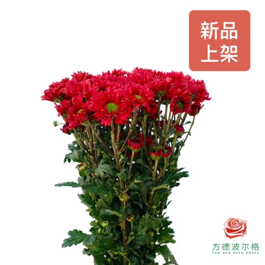 市场多头小菊 红绣 商品图0