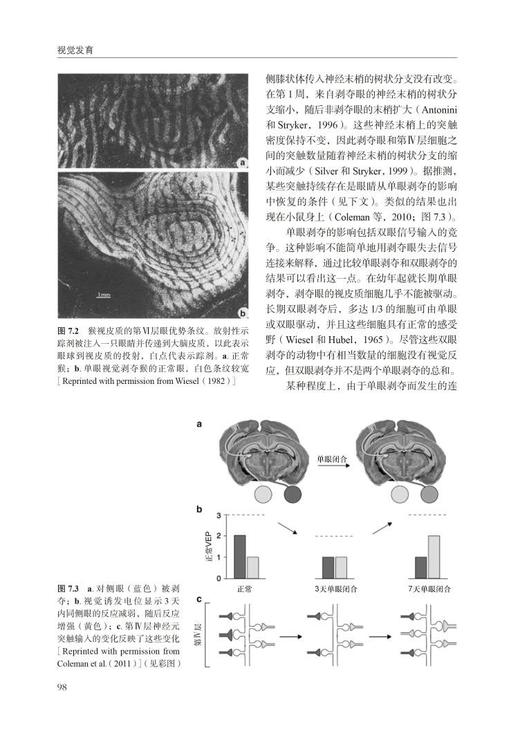 视觉发育 第3版 神经科学眼视光学 视觉认知科学 眼科检查视觉功能 邓如芝主译 北京大学医学出版社 9787565926990 商品图4