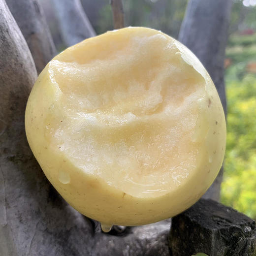 山东【黄金维纳斯苹果（金斑锈果）】拔尖果，脆甜多汁，果香浓郁，口感细腻，自然成熟！ 商品图0