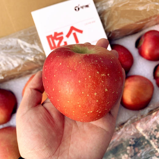 预售【功夫苹果】等了六年才能吃到的苹果！果香四溢，爆甜爽脆！对标日本青森苹果种植！品味高端美味水果，生活就要与众不同！丁苹果 商品图11